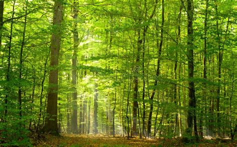 Deciduous Forest In Summer Stock Photo Image Of Woodland 16673448