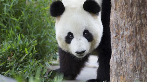 Panda Encounter At Adelaide Zoo With Photograph