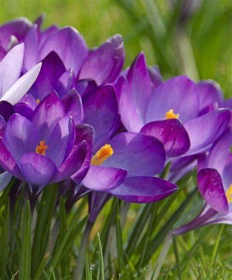 The answer is a simple one. Pin by Phyllis Clemens on Spring | Bulb flowers, Crocus ...