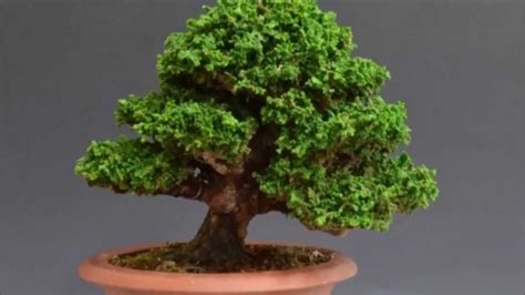 Maybe you would like to learn more about one of these? Petrified cypress bonsai ・ 石化柏树盆景 - YouTube