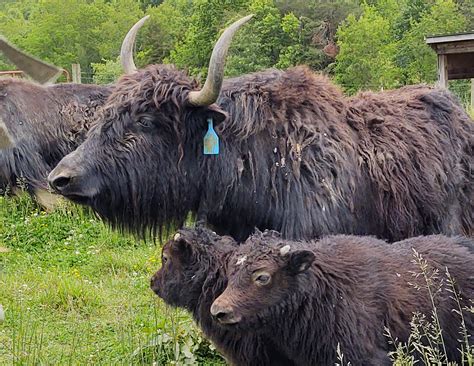 Yaks On The Farmstead What Is Yak Meat Mother Earth News