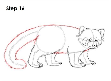 How To Draw A Red Panda Step By Step Red Panda Panda Drawing Panda Art