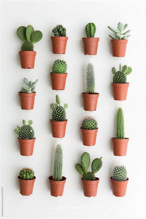 How Often to Water Cacti in 2020 | Cactus house plants ...