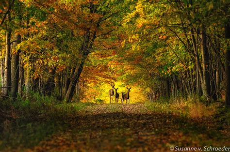 Soul Centered Photography Magic In The Woods