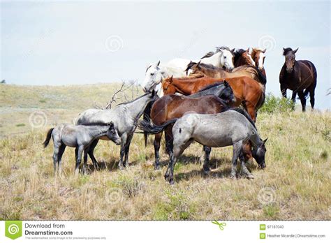 Wild Horses Catching A Breeze Stock Photo Image Of Crest Breeze