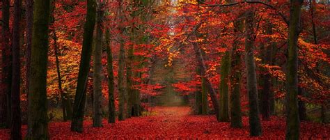 Orange Maple Forest Nature Landscape Fall Red Hd Wallpaper