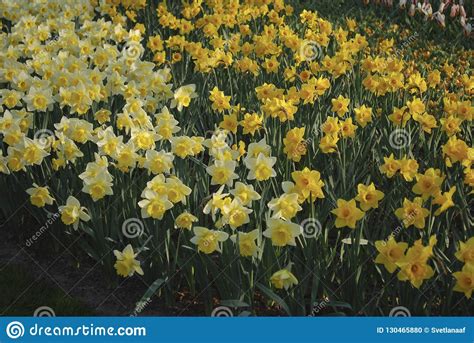 Many Yellow Daffodils Grown In The Flowerbed Stock Photo Image Of