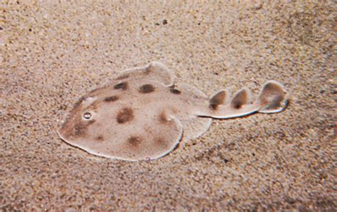 Animals That Produce Electricity - What Uses It