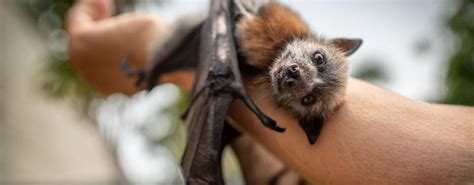 These Flying Foxes Build Australias Forests While You Sleep