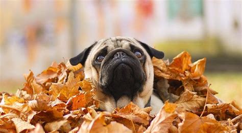 These 13 Pugs Are Ready For Fall And Theyre Not Leaving Until You Are