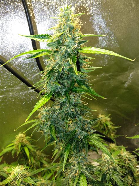 Crop King Seeds Northern Lights Auto Grow Journal Week11 By