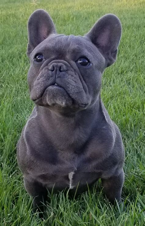 This adorable akc french bulldog puppy would make a great addition to your family! Mile High French Bulldogs, French Bulldog puppies, Colorado