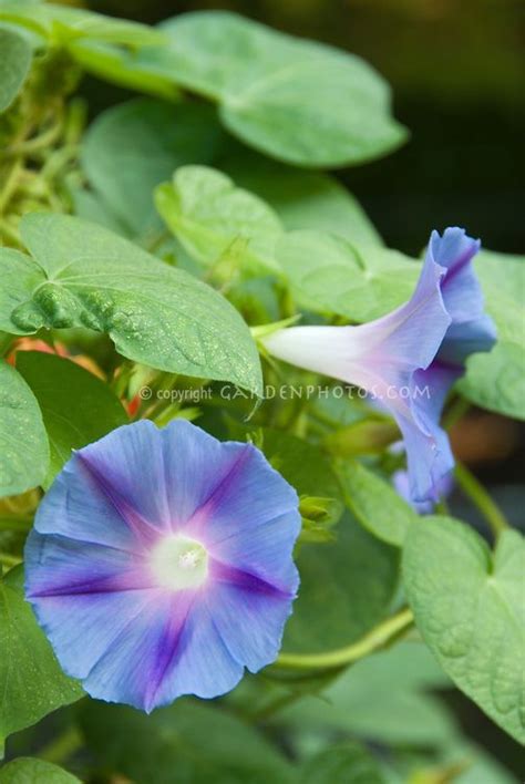 Blue-star Morning Glory | Morning glory flowers, Morning glory plant, Morning glory