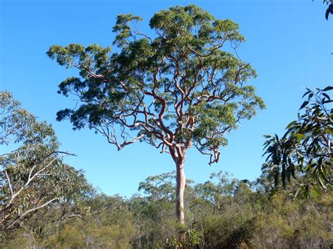 Mangrove trees tower out over the beach where the untamed daintree rainforest meets the soft pale sand and calm waters of the south pacific. Top Ten Large Australian Trees | Gardening With Angus