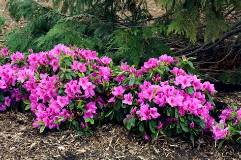 Colourful flowers will keep coming from early summer until frost. 7 Shrubs for Shade Gardens | HGTV