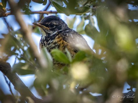 A Fledgling American Robin As Photographed By Craig Tooley