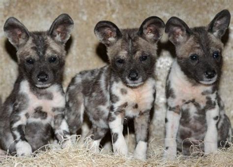 Ten 10 African Wild Dog Puppies Born At Brookfield Zoo Zooborns
