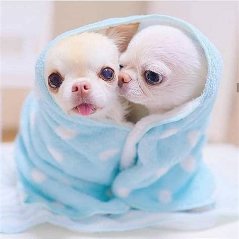 The Cutest Little Chihuahuas Ever 🧡 Cute Dogs And Puppies Teacup