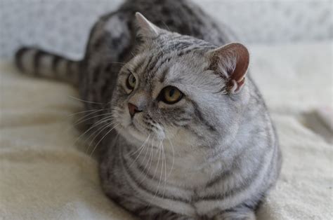 Limatz Bsh Black Silver Tabby Cats Limatz British Shorthairs