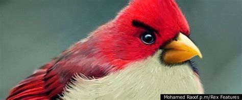 Real Life Angry Birds Artist Creates Realistic Versions Of Mobile Game