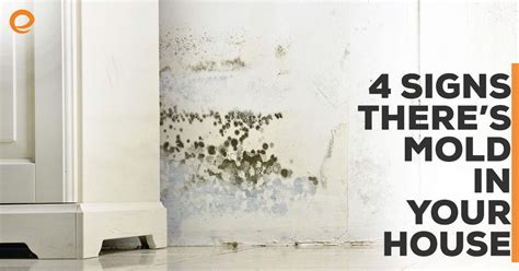 4 Signs Theres Mold In Your House Embrace Home Loans