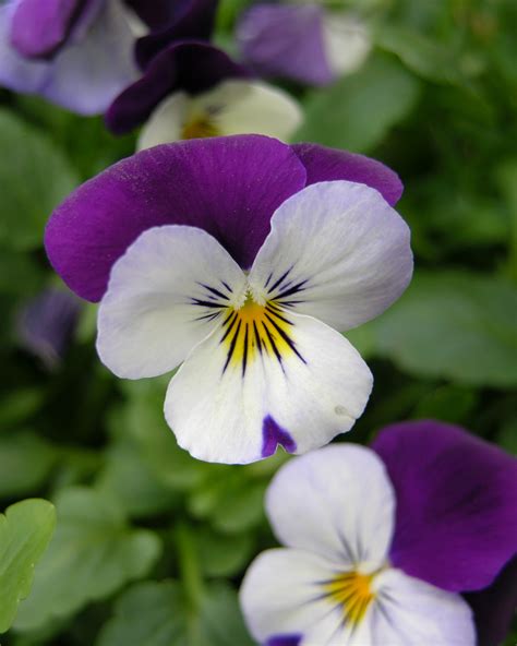 Filepansy Viola Tricolor Flower 2448px Wikipedia