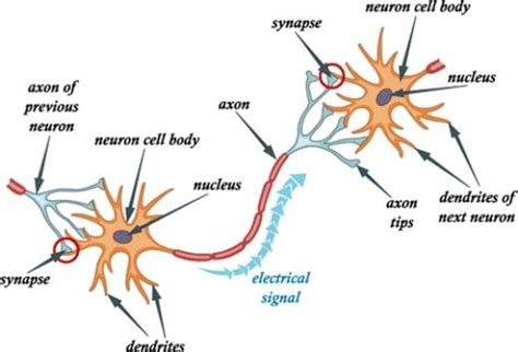 Every Organ Tells A Story 5 A History Of Anatomical Terms Neurons