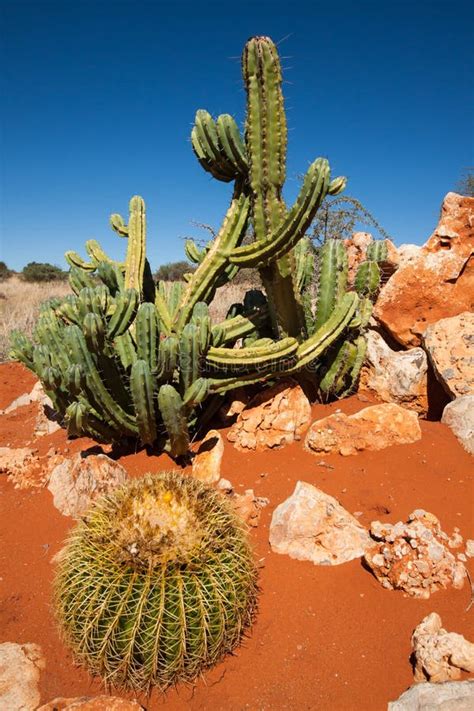 Namibia Cacti Stock Photo Image Of Valley Bush Desert 14651254