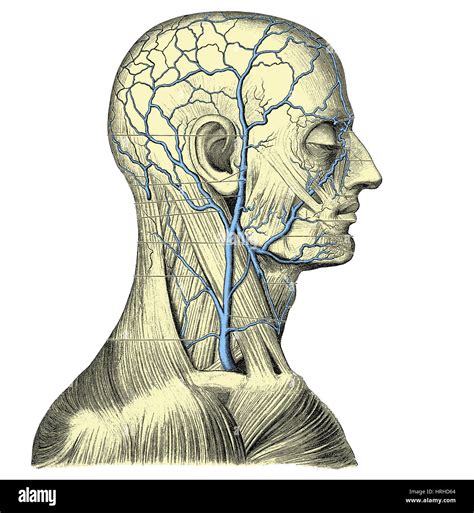 Les veines de la tête et du cou Photo Stock - Alamy