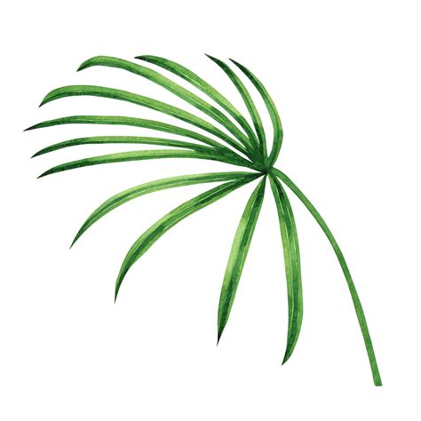Premium Photo Watercolor Palm Leaves Background