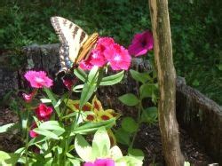 Butterfly box butterfly house plans. Butterfly House Plans: How to Build a Butterfly House ...