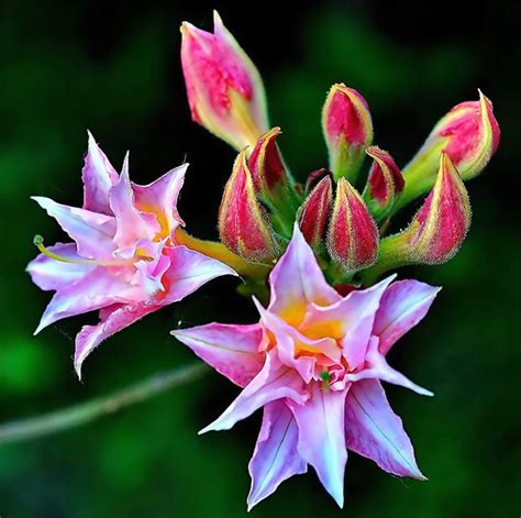 New Beautiful Rare Flowers Images Top Collection Of Different Types