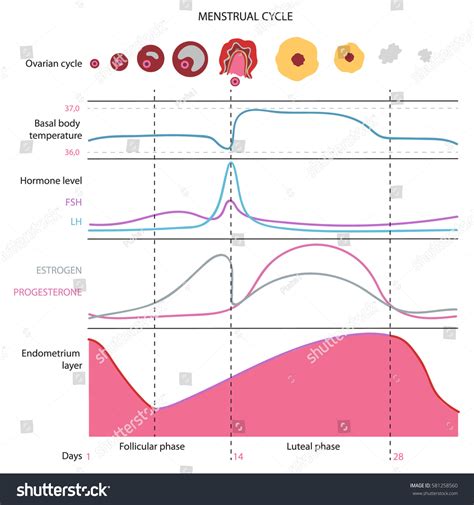 About 2 weeks before your period you will ovulate, which means that one of your ovaries has released an egg. Basal Body Temperature Menstrual Cycle Chart - teenage ...