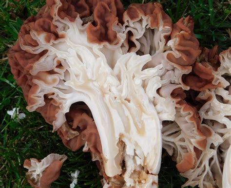 What is a False Morel Mushroom? | MeatEater Cook