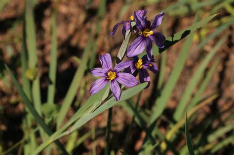 Plant Of The Month Blue Eyed Grass