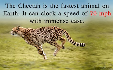 Fastest Animals On Earth That Move At Unimaginable Speeds Animal Sake
