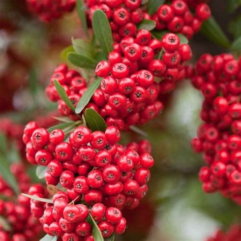 Pyracantha Red Berries Red Firethorn Hedges Direct Uk