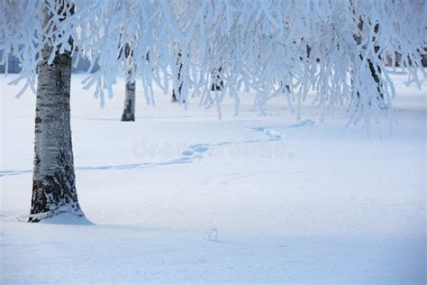 Beautiful Winter Forest Stock Photo Image Of Branch 81343228