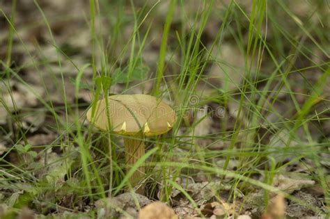 Yellow Mushroom In The Forest In Green Grass Stock Image Image Of