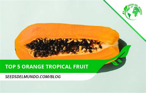 Top 5 Delicious Orange Tropical Fruits Seeds Del Mundo