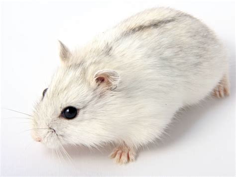 Hamster Roborovski White หนูแฮมสเตอร์โรโบรอฟกี้สีขาว 9423 Petz