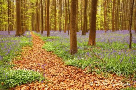 All You Need To Know About Bluebell Blooming Period In The Hallerbos