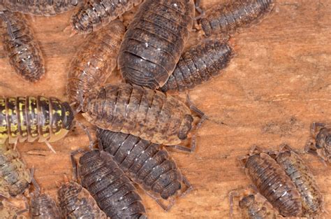 Damit führen sie die nährstoffe, die den pflanzen vorher entzogen wurden, unserem ökosystem wieder zu. Kellerasseln: Nützlich oder schädlich? - Plantura