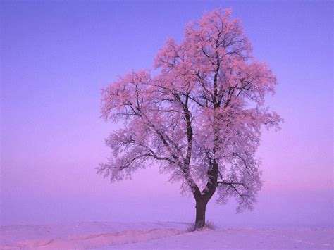 Winter Trees Wallpapers Wallpaper Cave