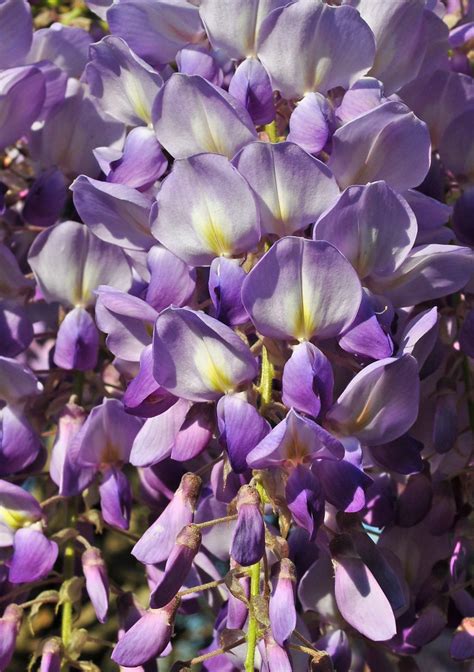 Intensely fragrant blooms grow in clusters about 1 1/2 feet long. A Tidewater Gardener: April 2010