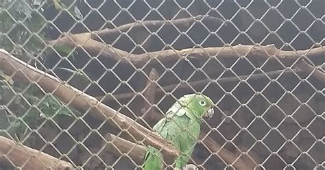 Zoológico Virtual Do Koba Papagaio Moleiro