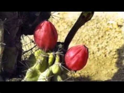 I'd also like to know how old is a cactus if it's this high and small. Chillin' With My Camel, Petting Cactus - YouTube