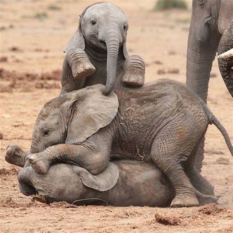 Baby ช้างตัวน้อยสุดคิ้วท์!! น่ารักเท่าโลก | หรรษา เว็บบอร์ด