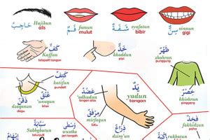 Contoh kosakata bahasa arab alat perlengkapan sekolah. Update Viral Terkini 2019: Belajar Anggota Tubuh Dalam ...