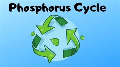 A periodically repeated sequence of events: Phosphorus Cycle Steps - YouTube